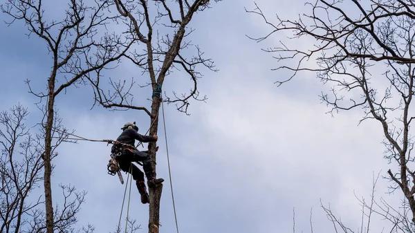 Quality Tree Trimming Service for Residential and Commercial Properties