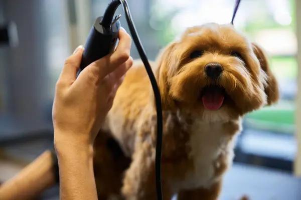 The Complete Guide to Tank and Tankless Water Heater Repairs