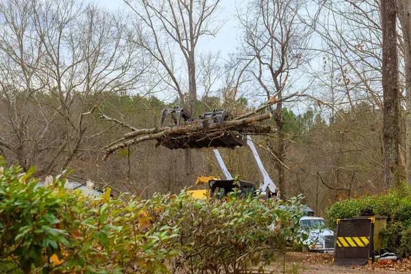 Top Rated Jackson MI Tree Removal Services Near You