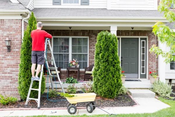Arborist Rockford Services for Healthy Trees and Property Safety