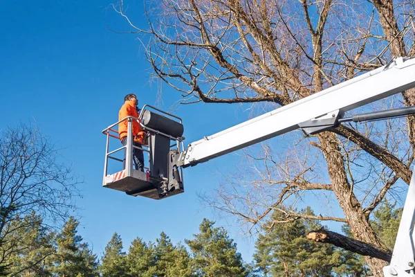 Best Tree Service South Lake Tahoe for Tree Trimming and Removal