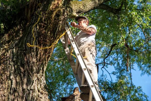 Professional Tree Cutting Service for Safe Tree Removal & Trimming