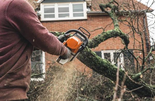 How Emergency Tree Services Help Protect Your Property