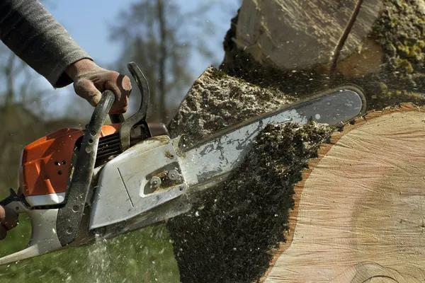 Reliable Tree Services for Residential and Commercial Properties